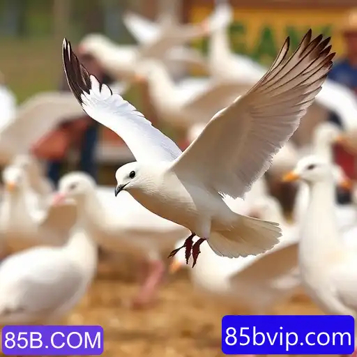 Security and Trust 85B.COM - International Licenses and Certifications